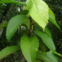 Dipterocarpus glandulosus Thwaites